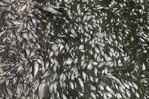 【黑料吃瓜热点事件反差婊】鲤鱼在鱼身上划上几刀