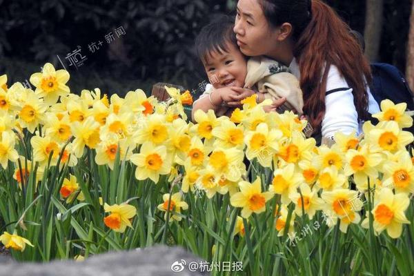贵阳：粉红冬樱花如霞盛放 鸟儿枝头展俏姿