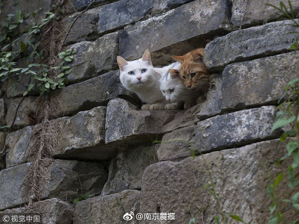 【猫咪成人最新地域网名怎么取】南安市挂职干部和驻村第一书记作业推动会举行