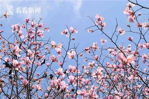 【暗黑爆料官方入口】肠粉炒取一个干净的好吃盆子
