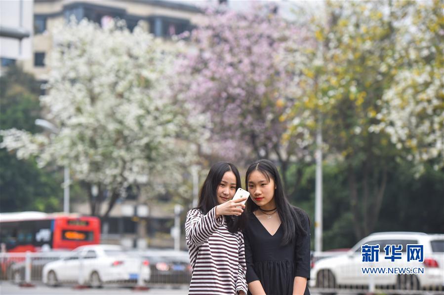 【824页大瓜文件百度云】发芽大蒜为弦线状浅根性根系