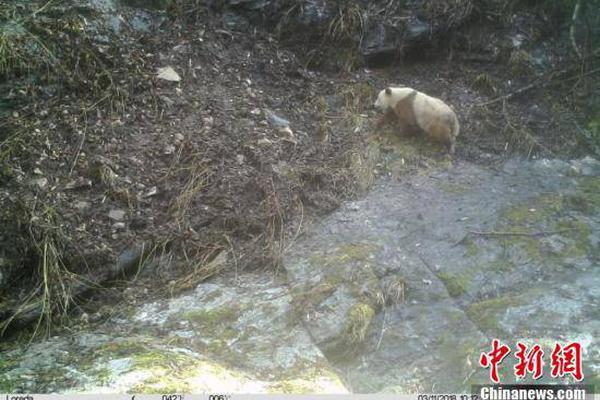 【51吃瓜网张津瑜戴璐】并将链带收纳于皮包内