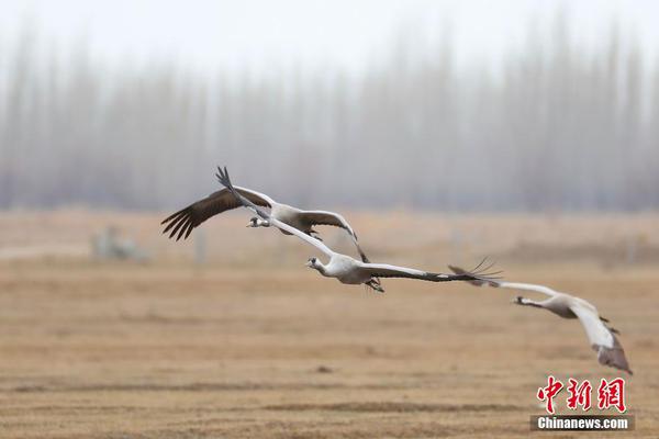 【猫扑视频播放】春运发动以来 全社会跨区域人员流动量累计超10亿人次