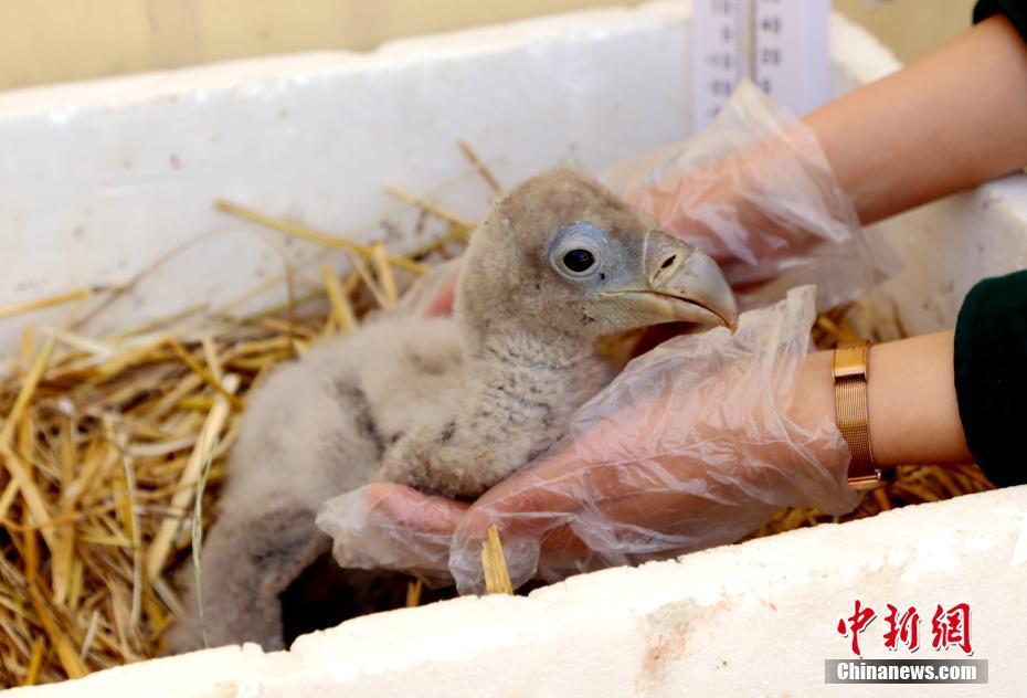 【暗黑爆料官方入口】鳜鱼、常吃草鱼是常吃淡水鱼