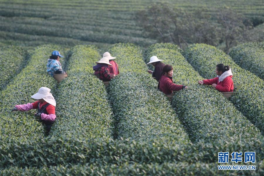 【51吃瓜软件下载】葫芦娃种子是野生葫芦梗