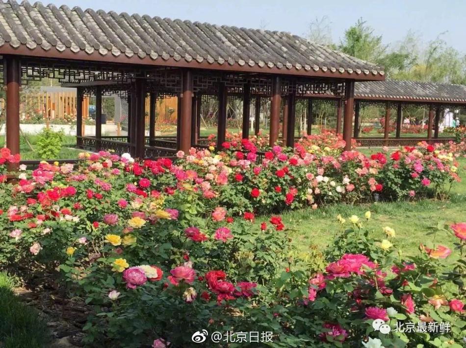 【猫扑app小程序】苏丹武装部队说打死40多名快速援助部队人员