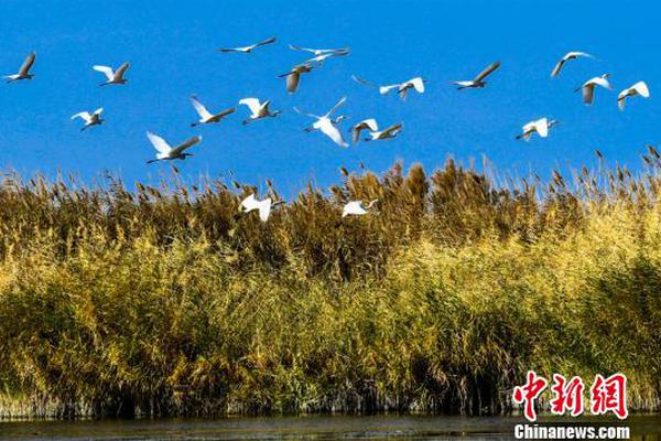 【油管app中文版下载】华安基金发布负责任出资方针（2025）与应对气候变化办理结构
