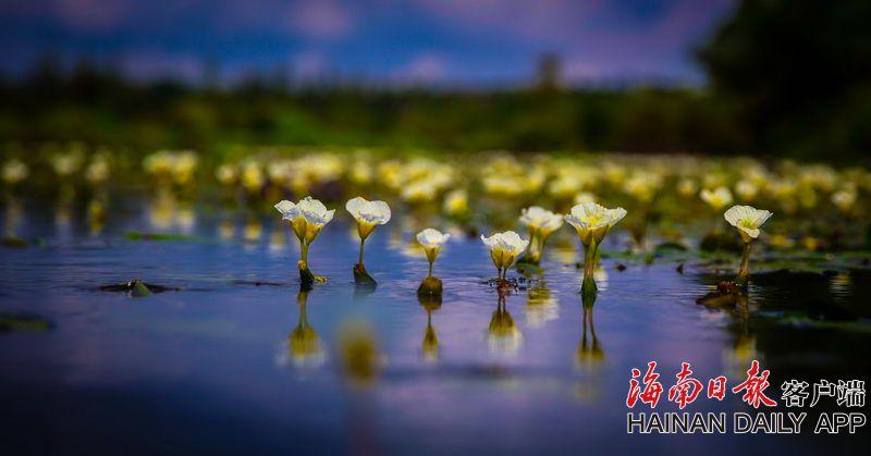 【吃瓜下载】海王...RNG两大著名“梗”