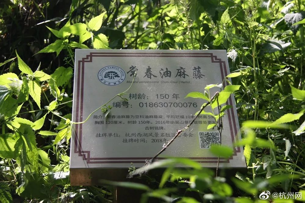 【51cg今日娱乐瓜热门大瓜】